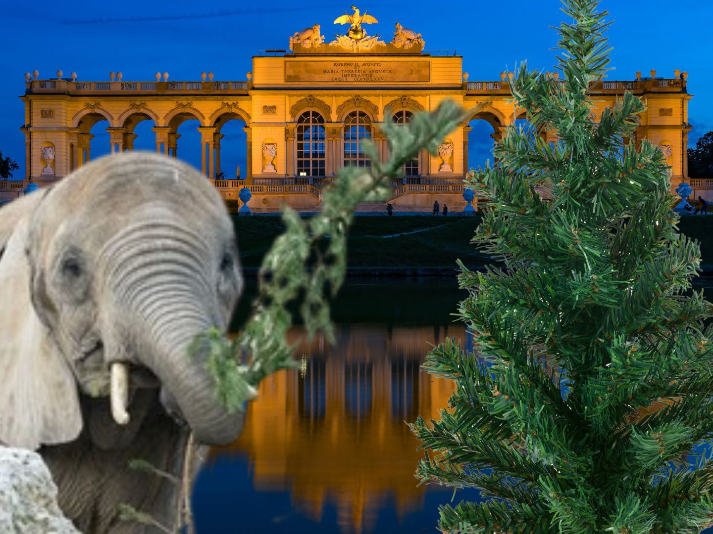 Der Tiergarten Schönbrunn bekam einen Christbaum für die Elefanten Der Tiergarten Schönbrunn bekam einen Christbaum für die Elefanten