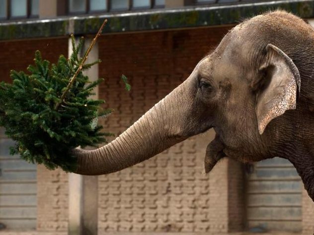 Die Tiere im Zoo spielen ausgelassen mit den Bäumen.