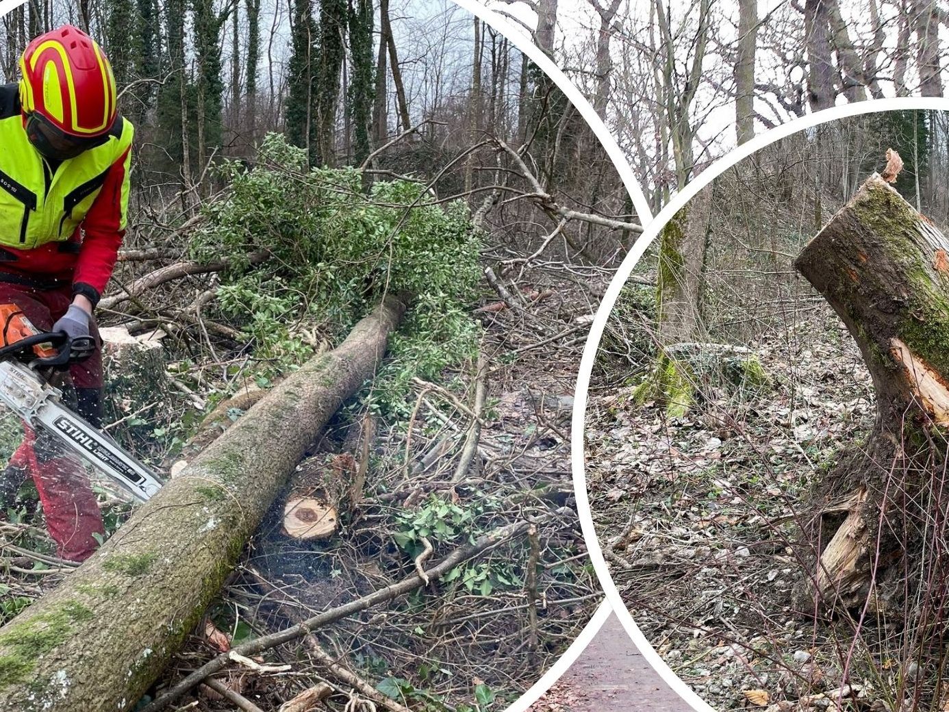 Das Eschentriebsterben, eine sich in Vorarlberg ausbreitende Pilzerkrankung, zwingt die Stadt Dornbirn zu umfangreichen Maßnahmen. Das Eschentriebsterben, eine sich in Vorarlberg ausbreitende Pilzerkrankung, zwingt die Stadt Dornbirn zu umfangreichen Maßnahmen.