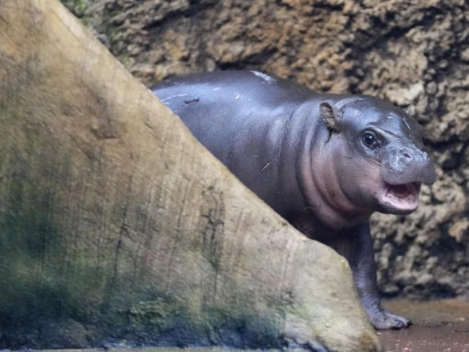 Zwergflusspferd Mikolas erkundet sein Gehege im Zoo von Dvur Kralove in Tschechien.