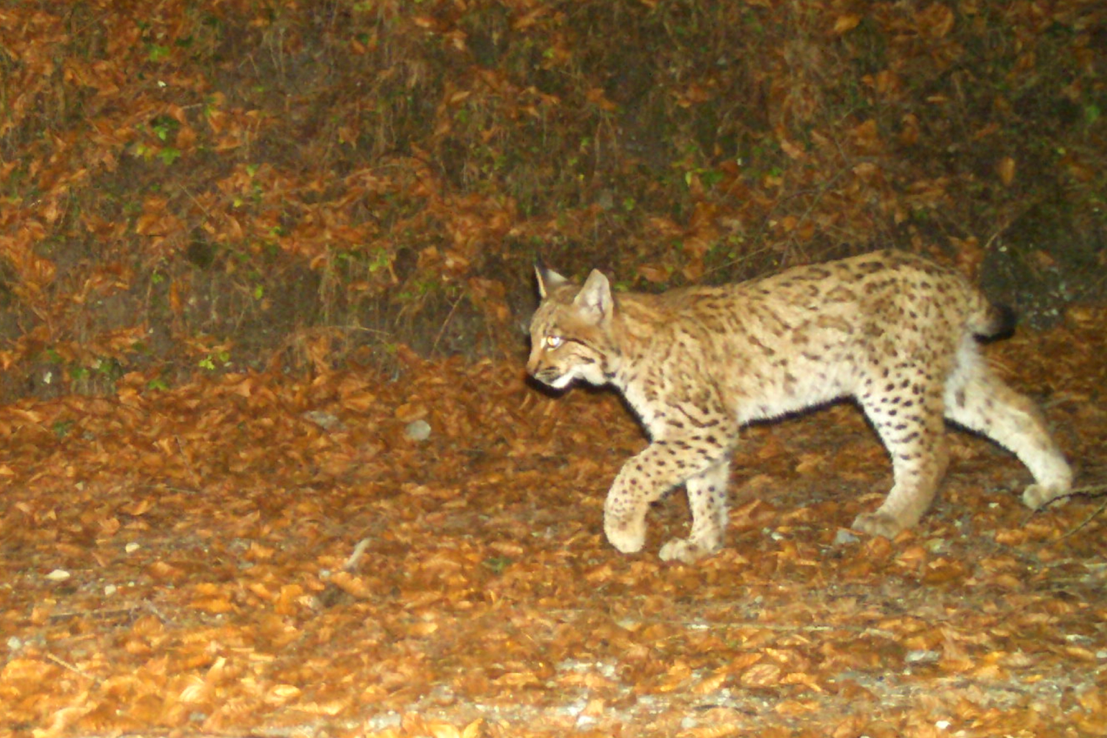 Das 2022 geborene Jungtier B1025CH konnte im Rahmen des Luchs-Monitorings im Rätikon nachgewiesen werden.