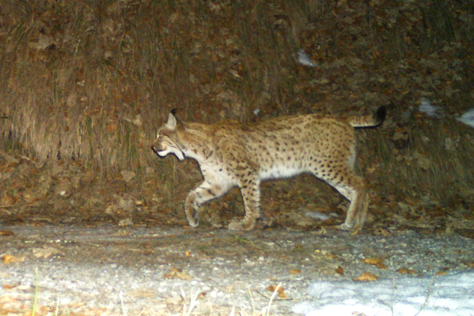 Der männliche Luchs B717CH tappt im Rätikon in eine Fotofalle
