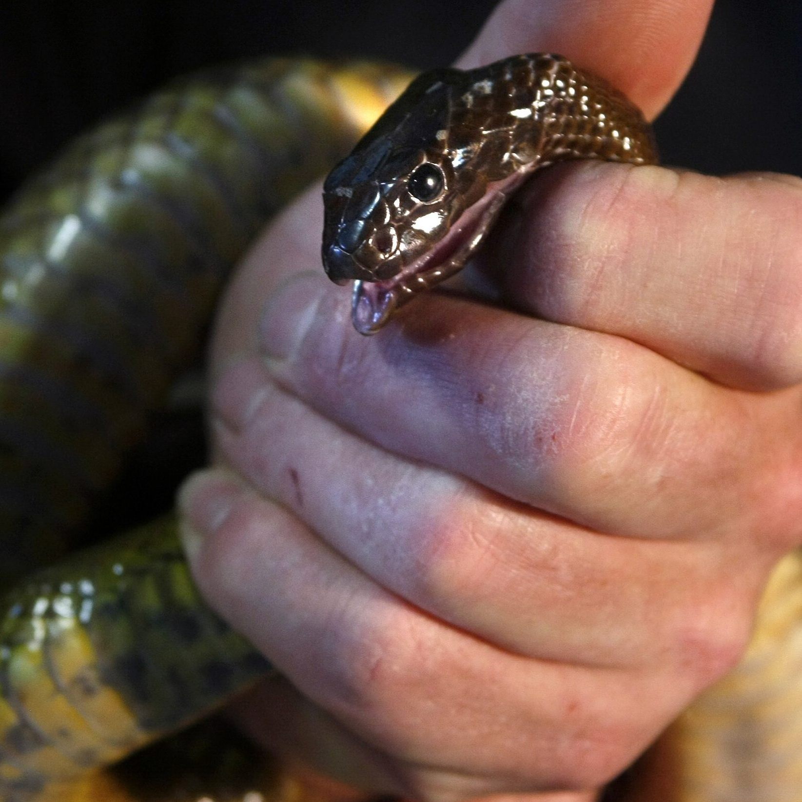 Eine Australierin wurde im Schlaf von einer Giftschlange gebissen.