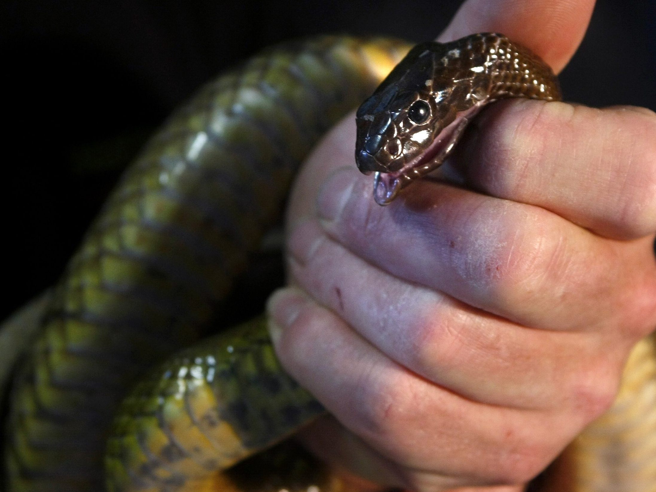 Eine Australierin wurde im Schlaf von einer Giftschlange gebissen. Eine Australierin wurde im Schlaf von einer Giftschlange gebissen.