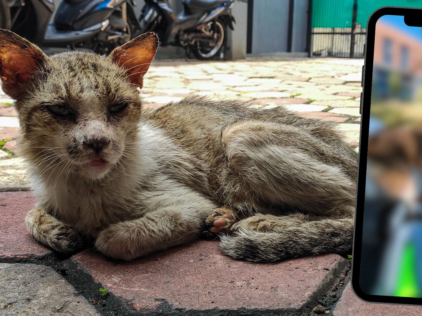 Das Video zeigt eine Person, die mithilfe eines ferngesteuerten Autos Katzen füttert. Das Video zeigt eine Person, die mithilfe eines ferngesteuerten Autos Katzen füttert.