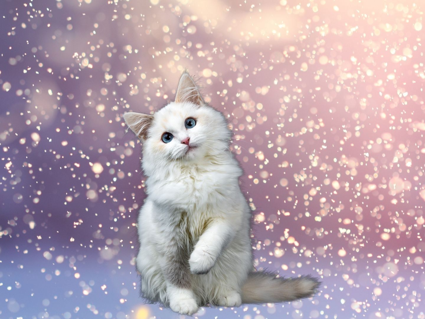 Das Video des Tages zeigt eine verspielte Katze, die voller Freude und Geschicklichkeit im Winterwunderland Schneeflocken fängt. Das Video des Tages zeigt eine verspielte Katze, die voller Freude und Geschicklichkeit im Winterwunderland Schneeflocken fängt.