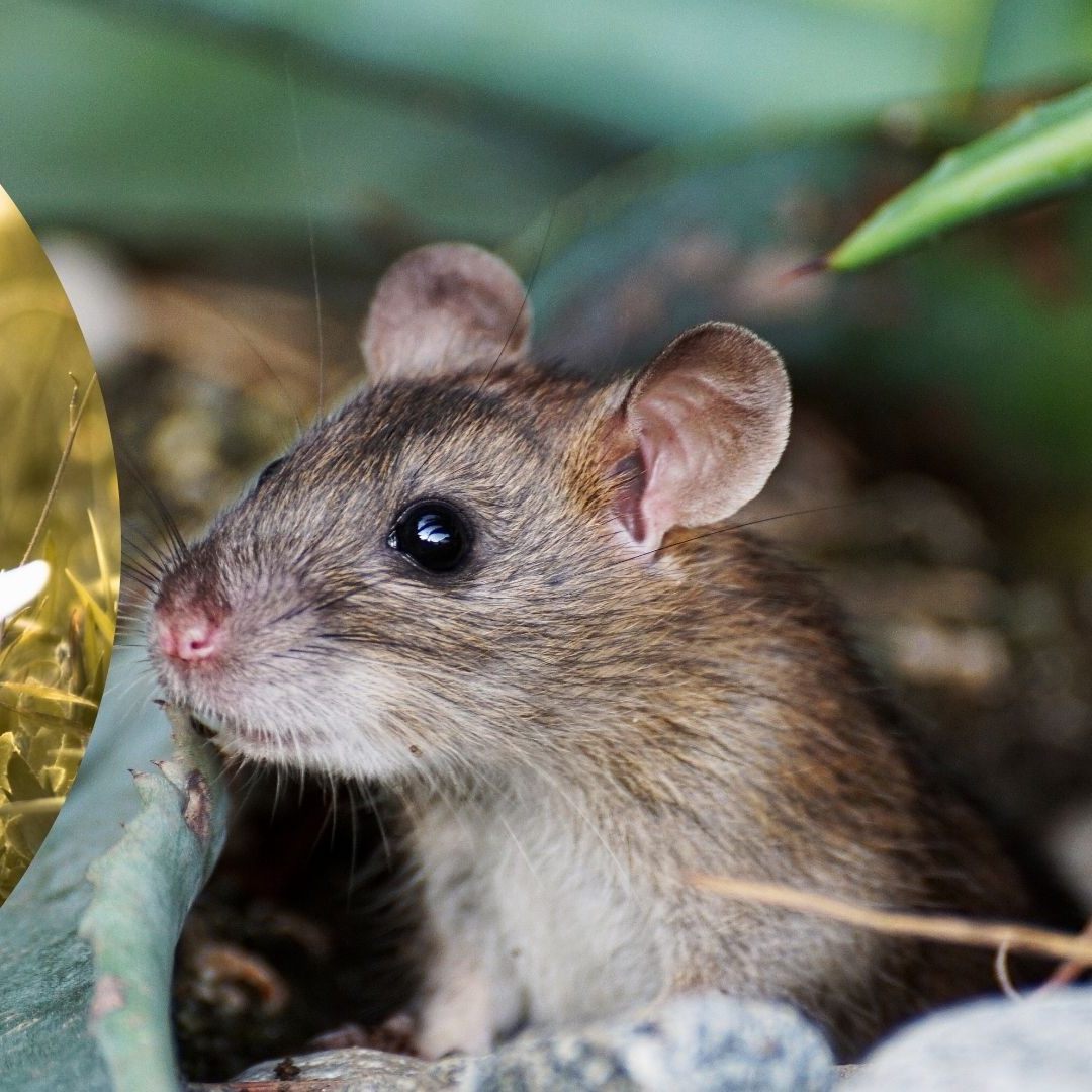 Julian Red stellt auf Instagram süße Fotos von Eichhörnchen und anderen kleinen Tieren vor.
