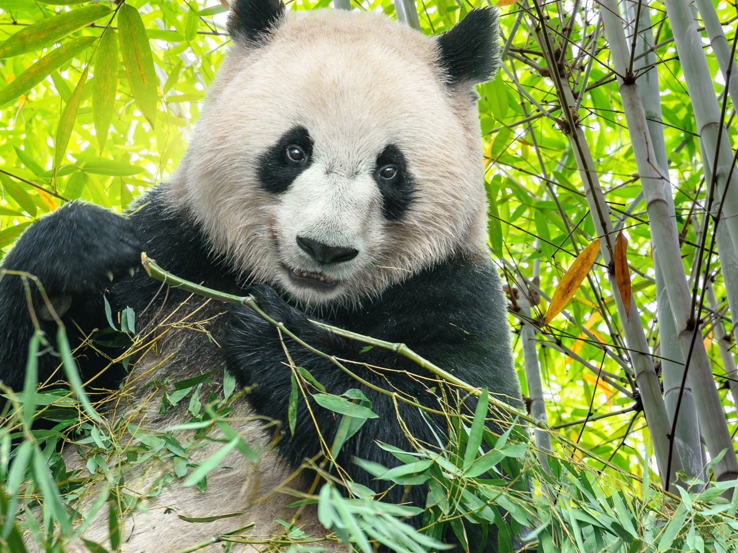 Das Video zeigt vier Pandas, die gemeinsam Bambus essen, während sie auf Stühlen um einen kleinen Tisch sitzen. Das Video zeigt vier Pandas, die gemeinsam Bambus essen, während sie auf Stühlen um einen kleinen Tisch sitzen.