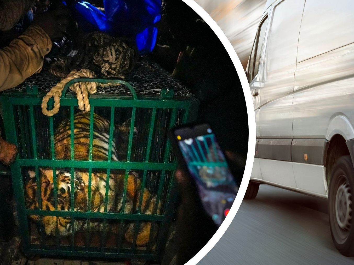 Vietnamesische Polizei stoppt einen Mann mit einem lebenden Tiger in einem extrem kleinen Käfig in seinem Transporter.