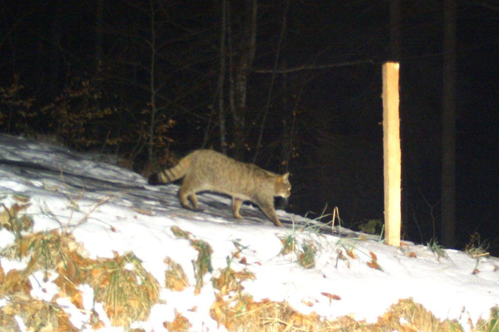 Die Wildkatze streift seit geraumer Zeit durch die Dornbirner Berglandschaft.