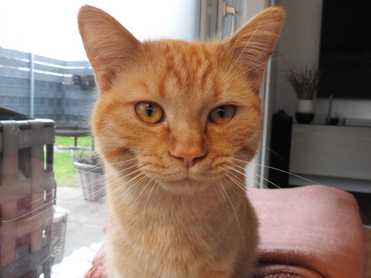 Kater Bruno