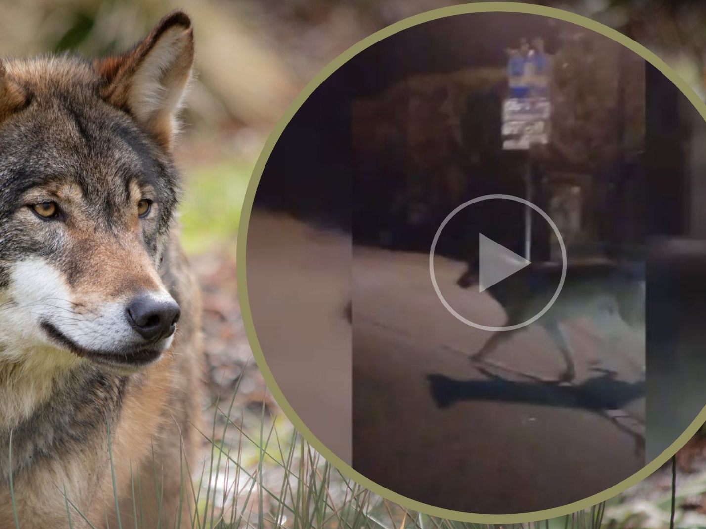 In der Bludenzer Südtiroler Siedlung wurde ein vermeintlicher Wolf gefilmt. In der Bludenzer Südtiroler Siedlung wurde ein vermeintlicher Wolf gefilmt.