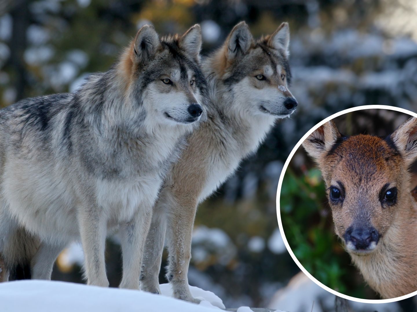 Wolfsnachweis im Steg (FL) am 20. Januar