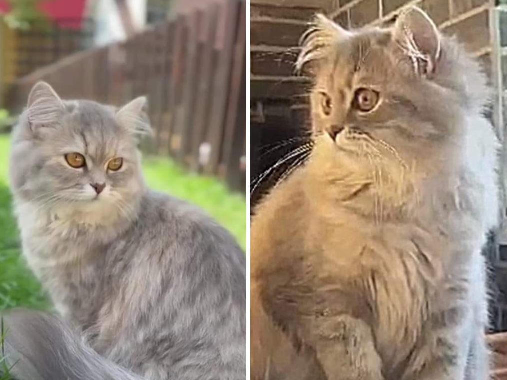 Perserkatze Hira
