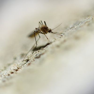 Erkrankungsrisiko in Österreich laut AGES weiterhin gering