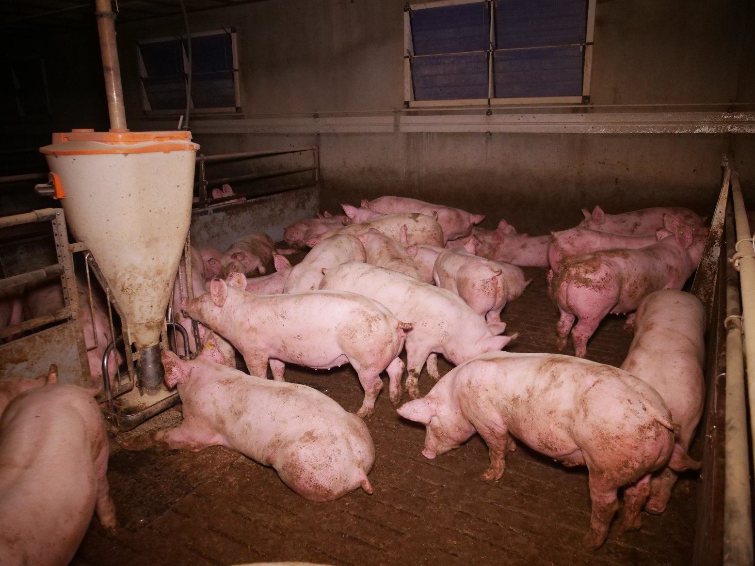 In einem steirischem Schweinemastbetrieb soll es einen Verdacht auf Tierquälerei geben. In einem steirischem Schweinemastbetrieb soll es einen Verdacht auf Tierquälerei geben.