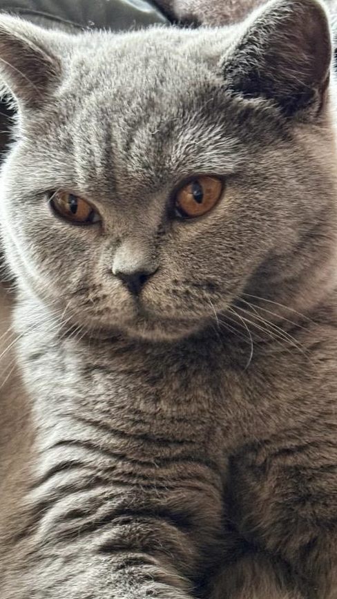 Simba