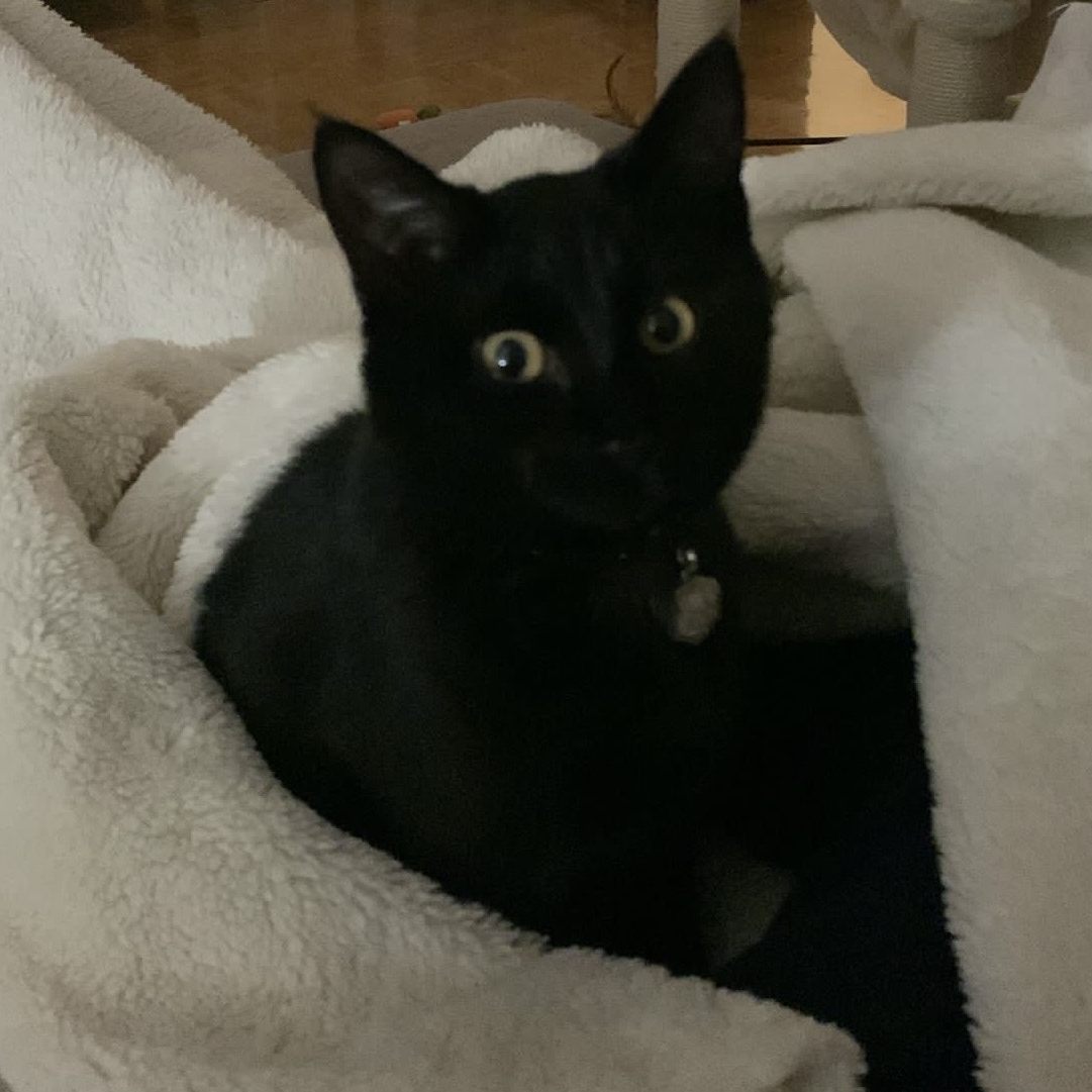 Sady aus Höchst vermisst