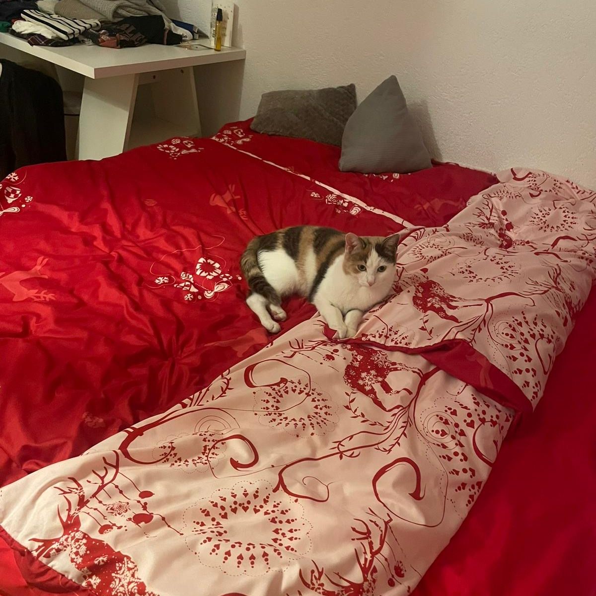 Stella wird sehr vermisst