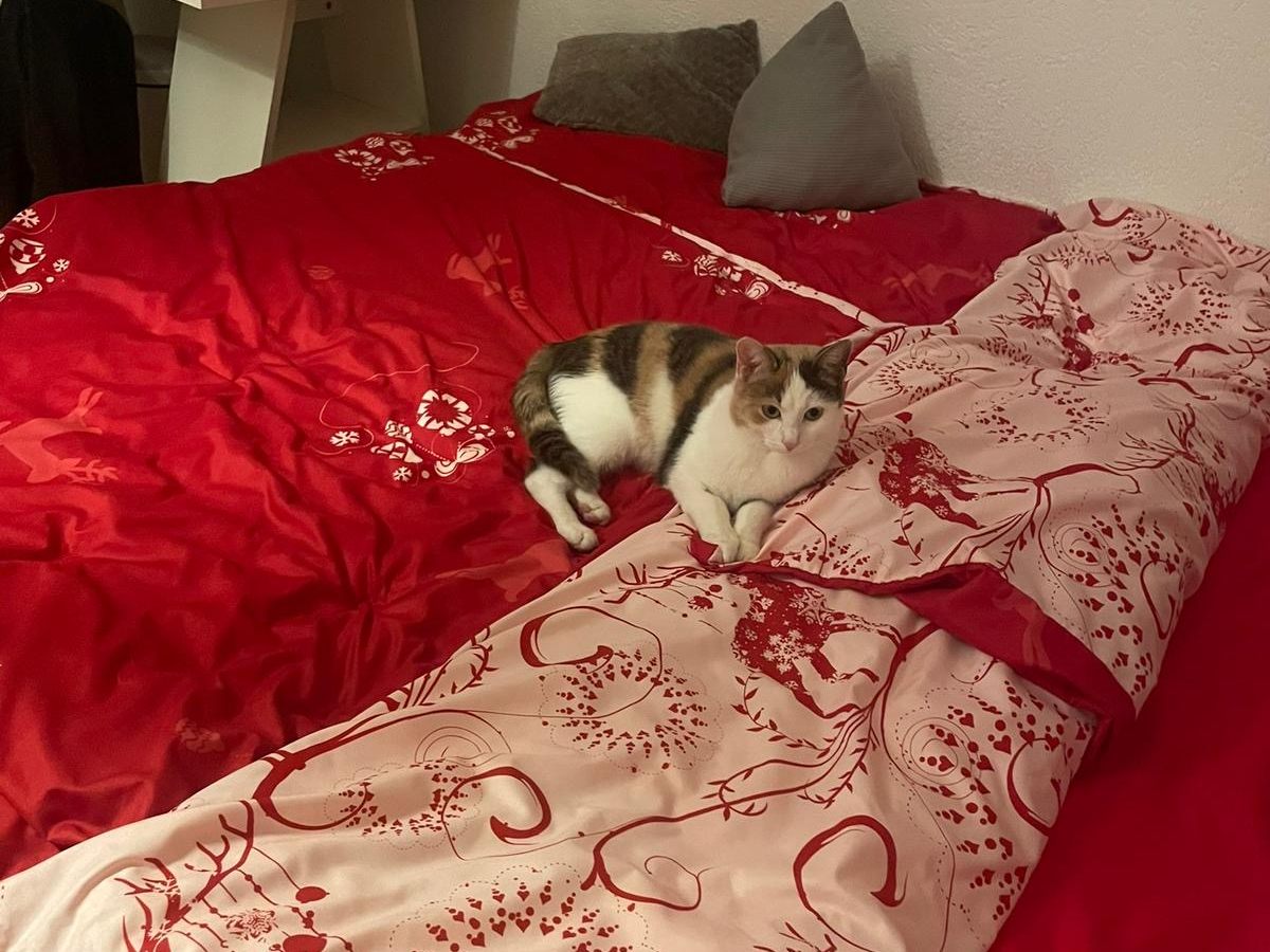 Stella wird sehr vermisst