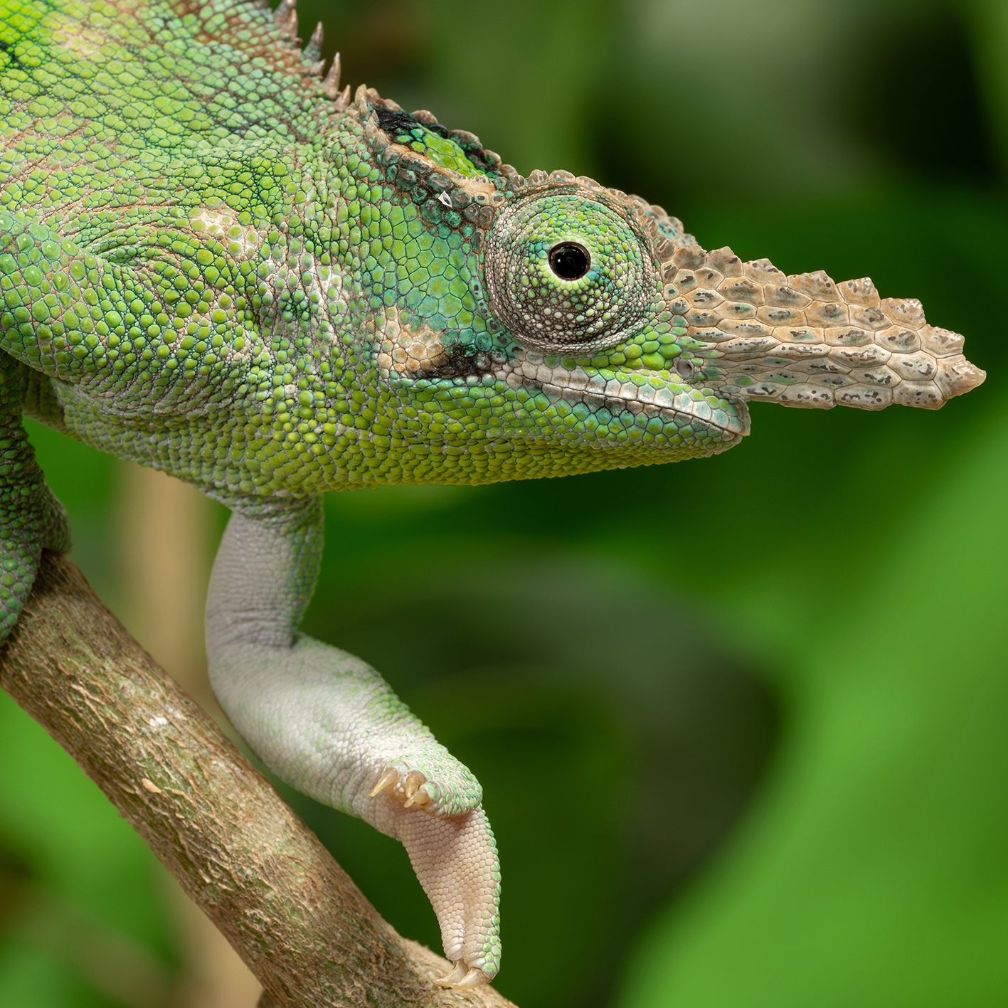 Eine stark gefährdete Chamäleon-Art hat im Wiener Zoo Schönbrunn Nachwuchs bekommen.