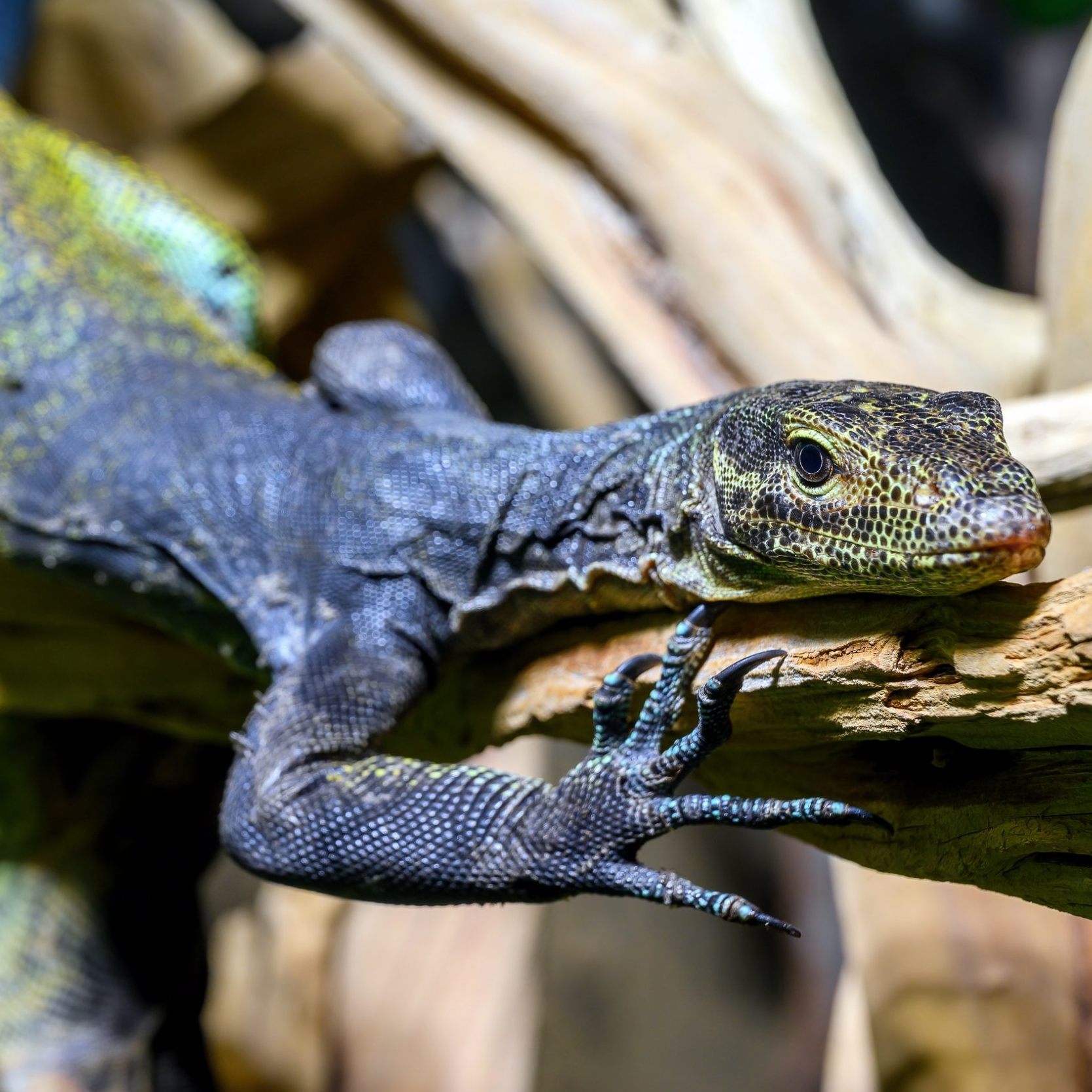Das Wiener Haus des Meeres hat zwei neue Bewohner.