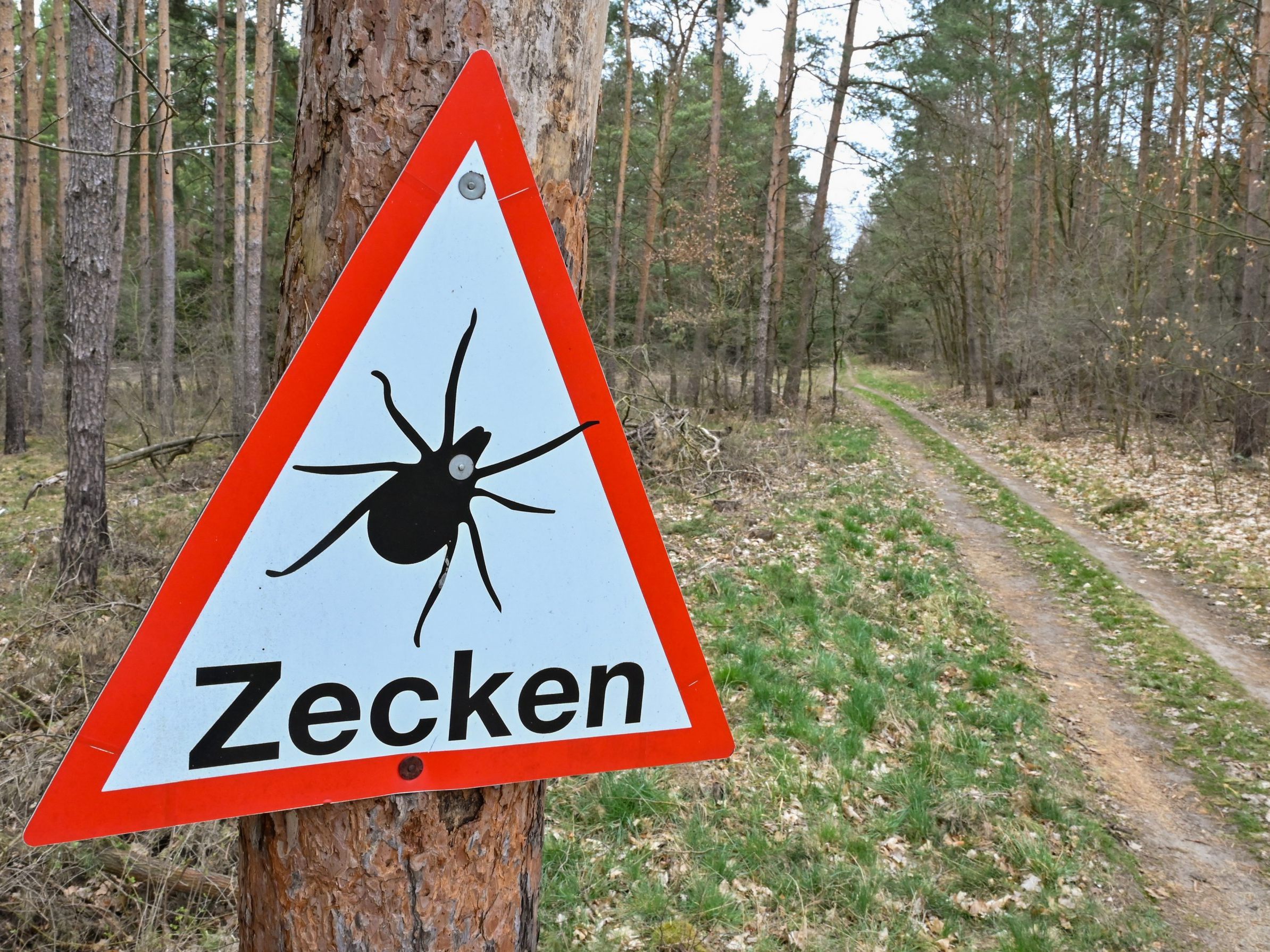 Um die Bevölkerung vor Zecken zu warnen, soll eine interaktive Karte erstellt werden.