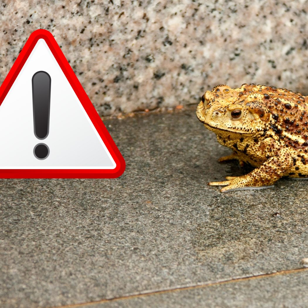 Achtung bei Kröten und Fröschen auf den Straßen.