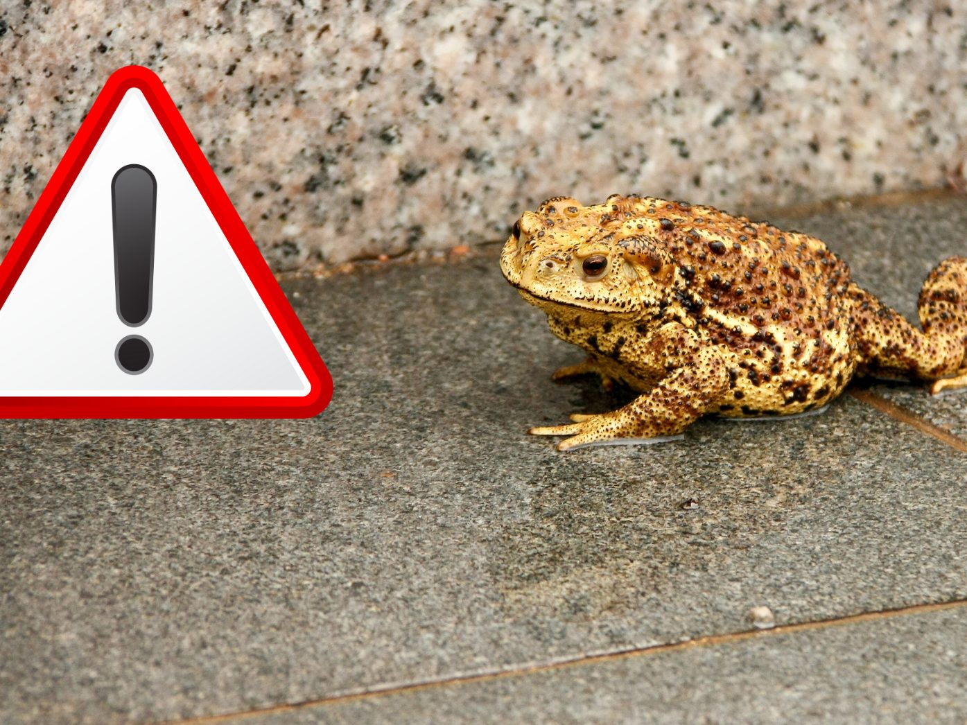 Achtung bei Kröten und Fröschen auf den Straßen. Achtung bei Kröten und Fröschen auf den Straßen.