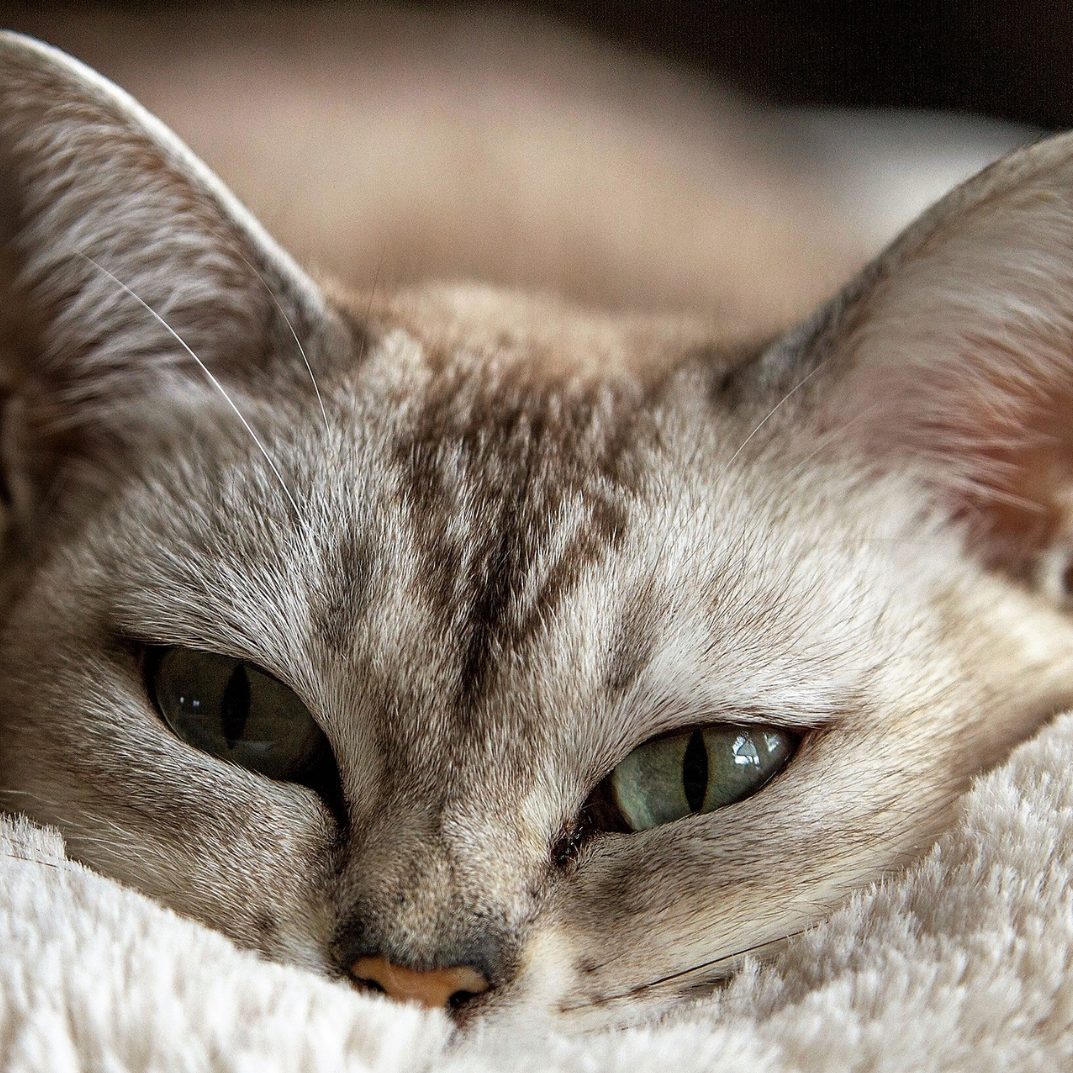 So schnell altern Katzen wirklich.