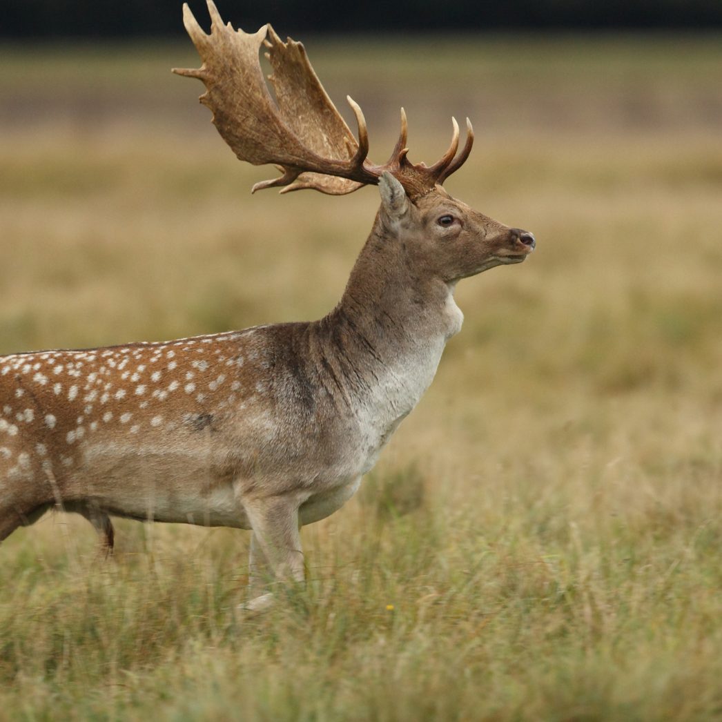 Die Verbreitung von Damwild wurde rekonstruiert.