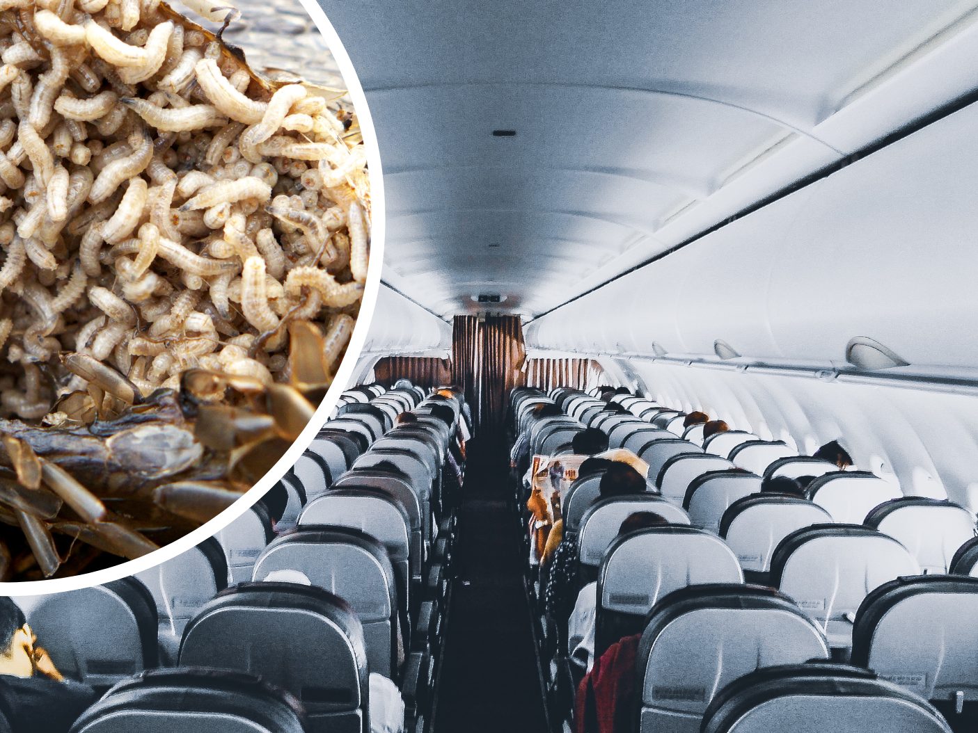 Die Maden fielen aus einem Gepäckfach auf die Passagiere.