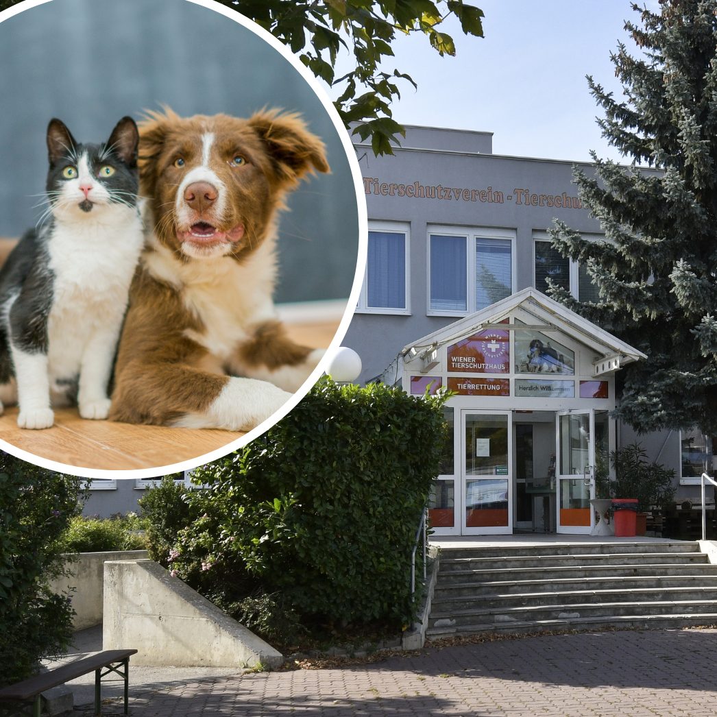 Das Tierschutzhaus Vösendorf hat nun auch samstags geöffnet.