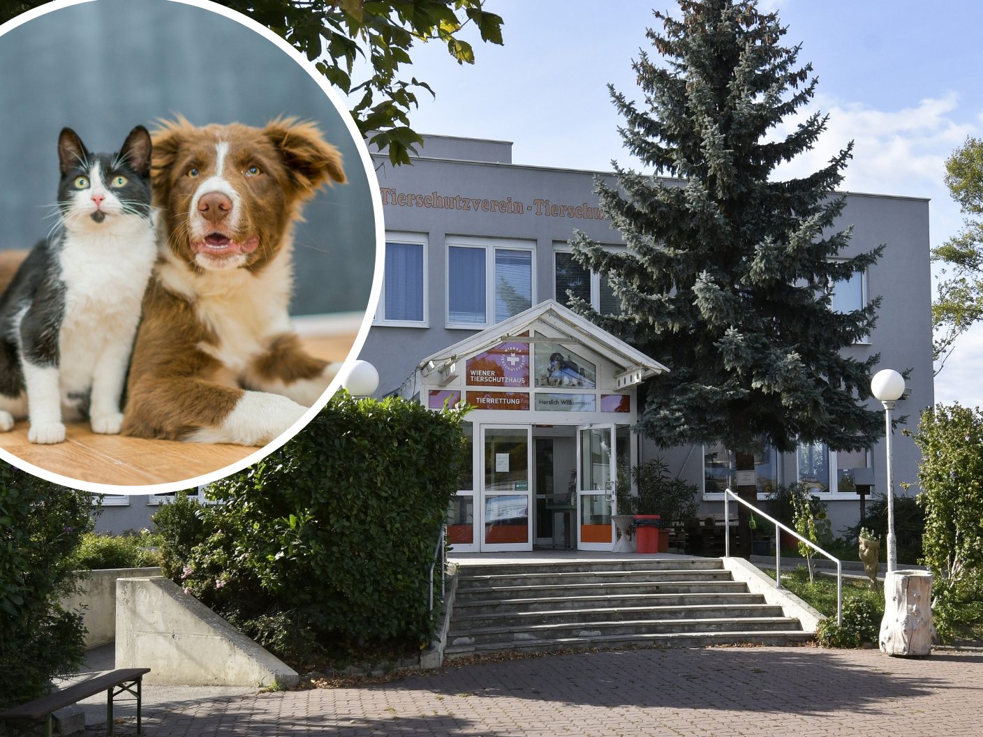 Das Tierschutzhaus Vösendorf hat nun auch samstags geöffnet. Das Tierschutzhaus Vösendorf hat nun auch samstags geöffnet.