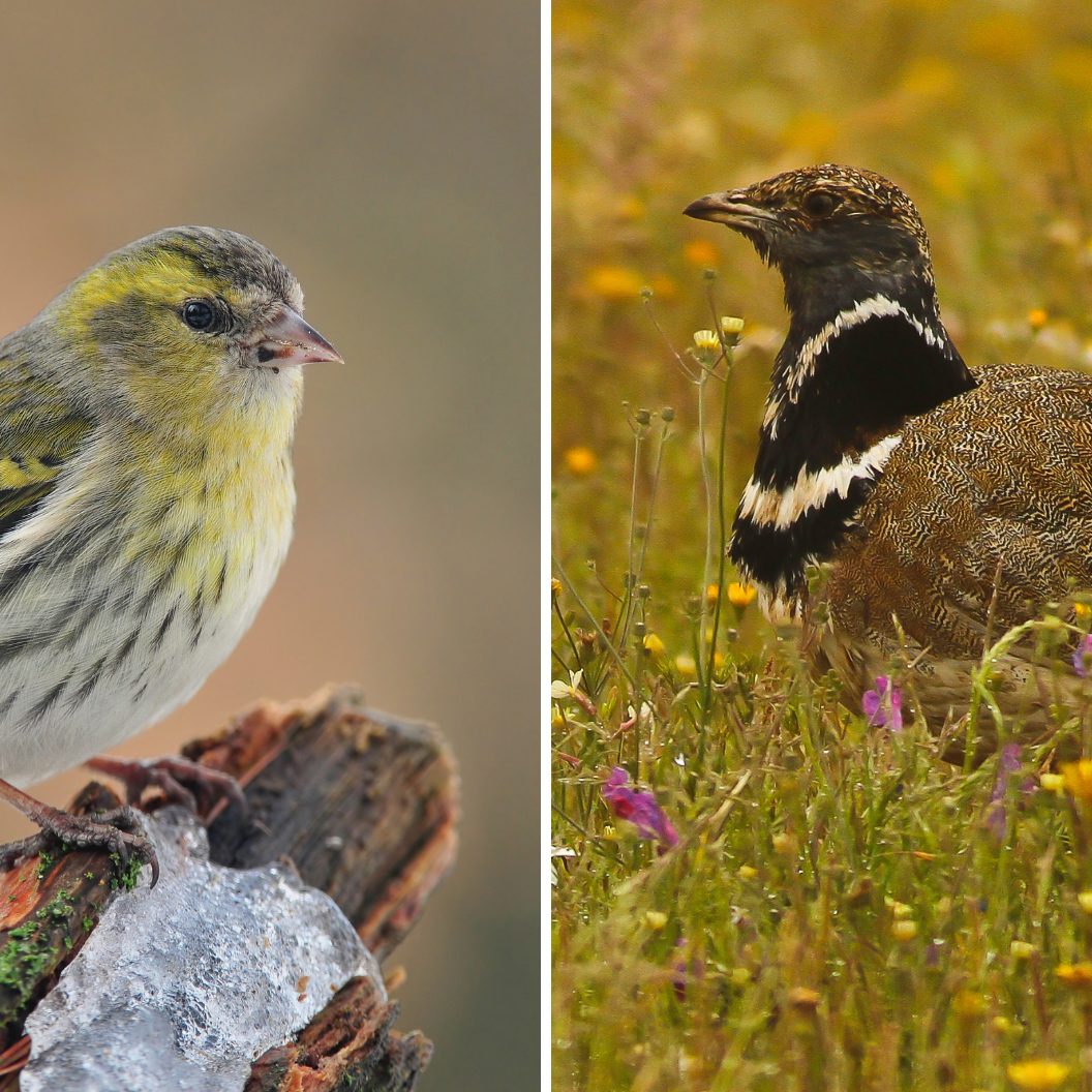 Diese Vogelarten brüten in Österreich.