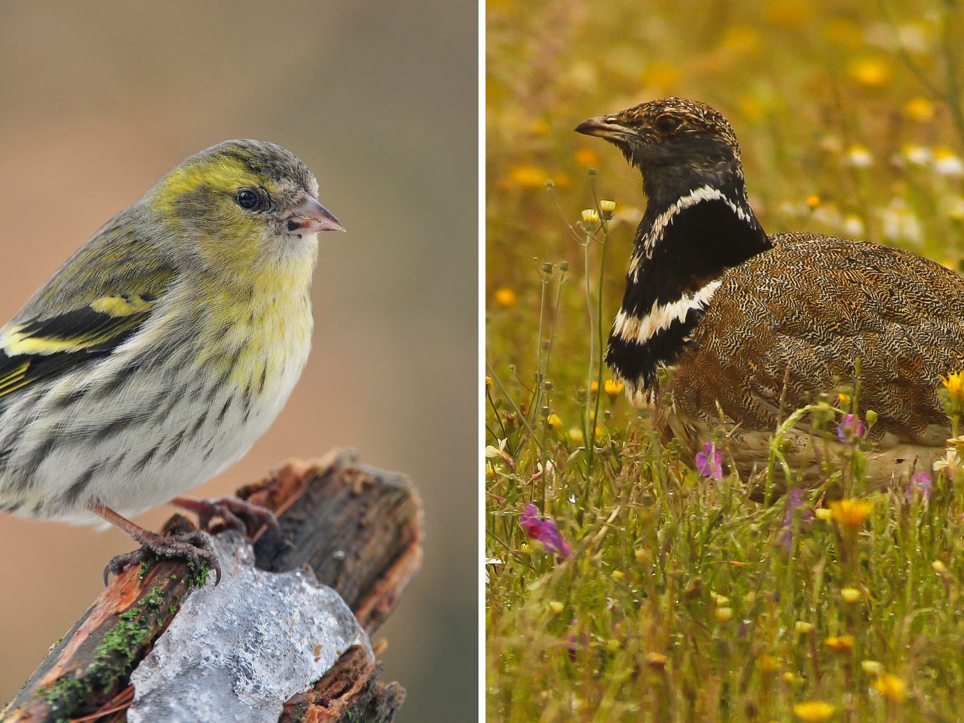 Diese Vogelarten brüten in Österreich. Diese Vogelarten brüten in Österreich.