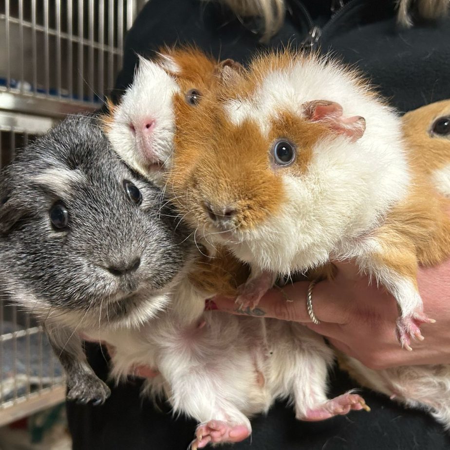 Diese vier Meerschweinchen wurden auf einer Wiese ausgesetzt.