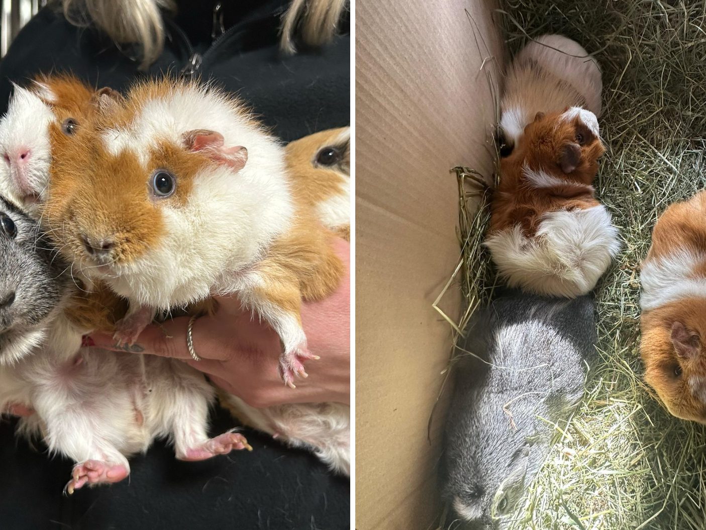 Diese vier Meerschweinchen wurden auf einer Wiese ausgesetzt. Diese vier Meerschweinchen wurden auf einer Wiese ausgesetzt.