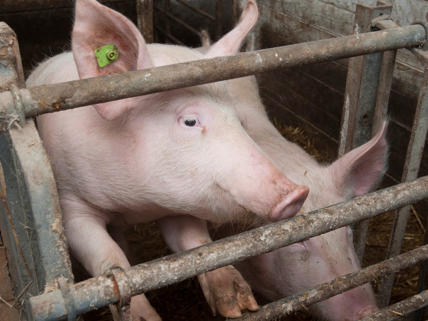 Der Verdacht der Tierquälerei hat sich nicht erhärtet. Der Verdacht der Tierquälerei hat sich nicht erhärtet.