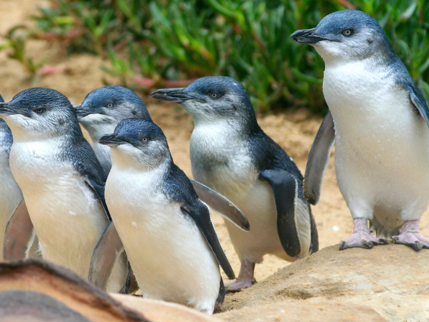 Die Pinguine in Australien haben dank des Klimawandels mehr Sex. Die Pinguine in Australien haben dank des Klimawandels mehr Sex.