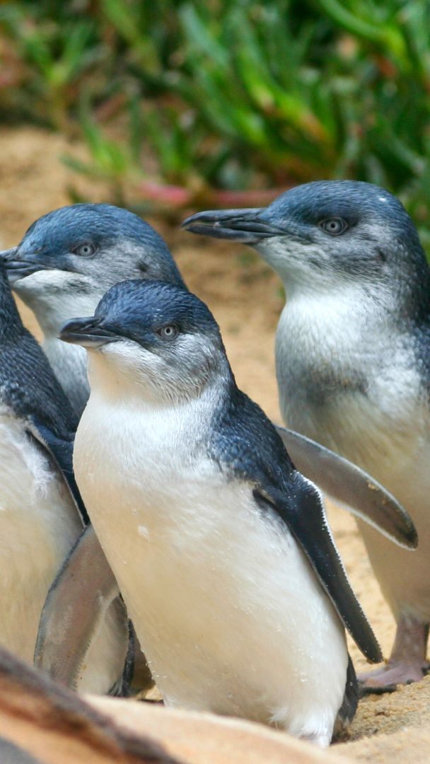Die Pinguine in Australien haben dank des Klimawandels mehr Sex.