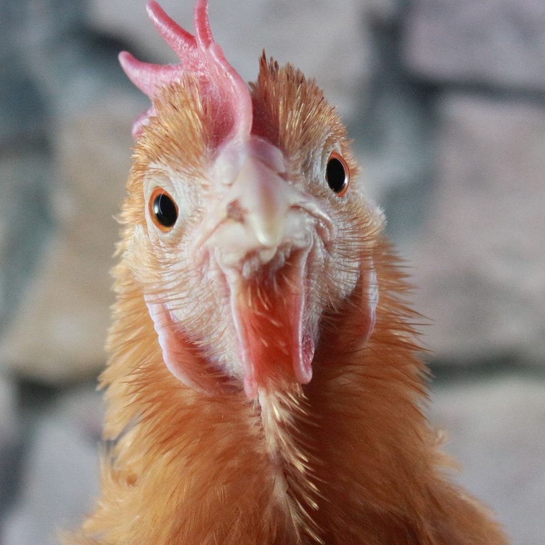 Eine Erkrankung mit dem Virus verläuft meist tödlich.