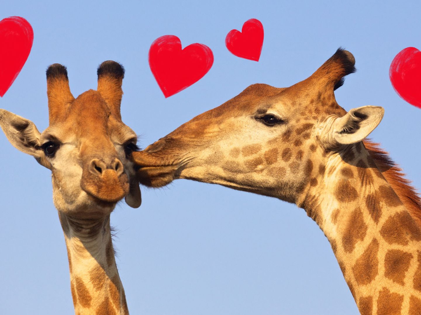 Tipp für Paare am Valentinstag: Ein Besuch im Tiergarten Schönbrunn. Tipp für Paare am Valentinstag: Ein Besuch im Tiergarten Schönbrunn.