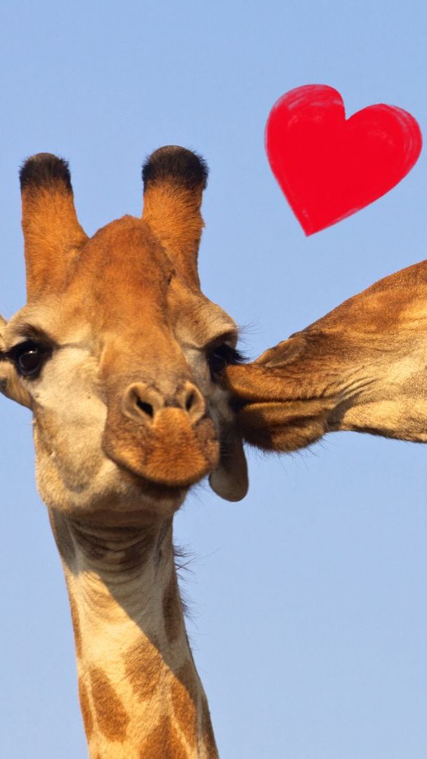 Tipp für Paare am Valentinstag: Ein Besuch im Tiergarten Schönbrunn.