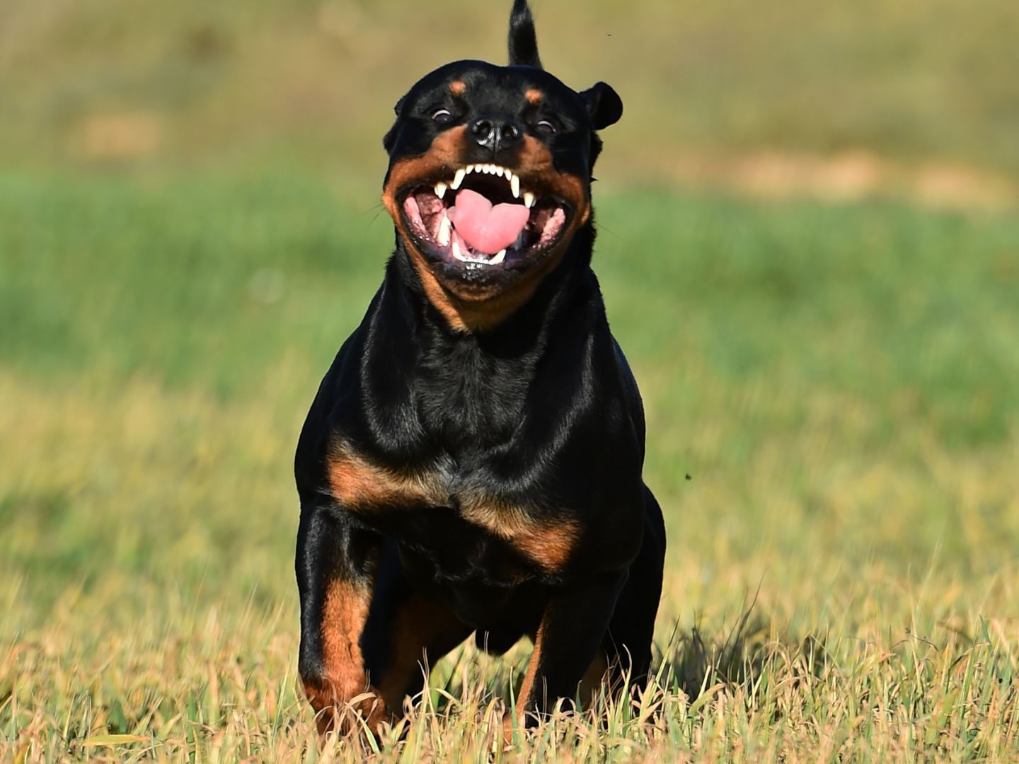 Die Hunde waren aus einem Haus in der Nähe entlaufen. Die Hunde waren aus einem Haus in der Nähe entlaufen.