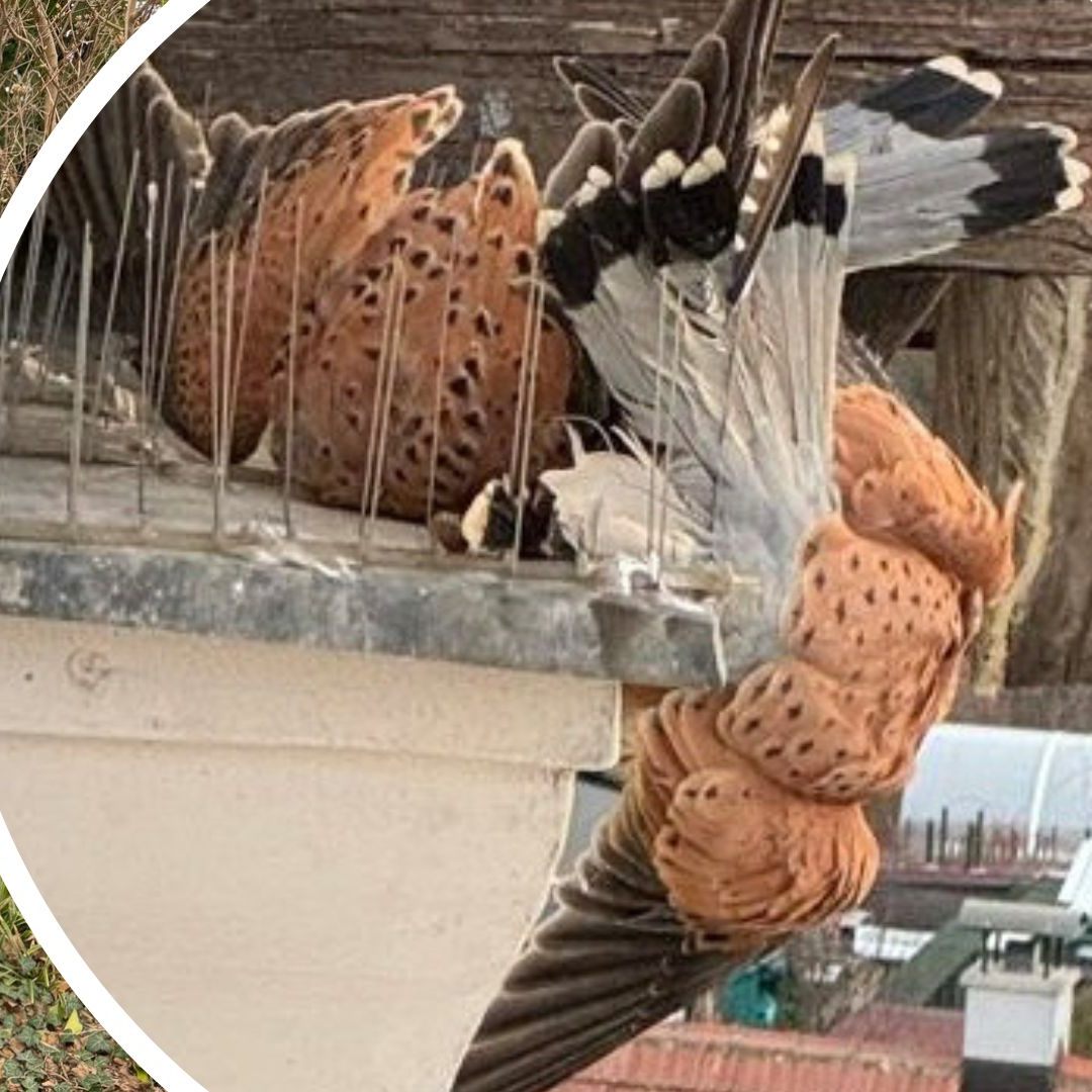 Die FF Kritzendorf befreite die Vögel aus ihrer misslichen Lage.