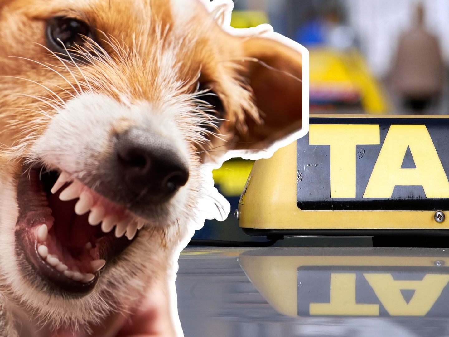 Der Hund der 31-Jährigen biss den Taxler und einen Polizisten. Der Hund der 31-Jährigen biss den Taxler und einen Polizisten.