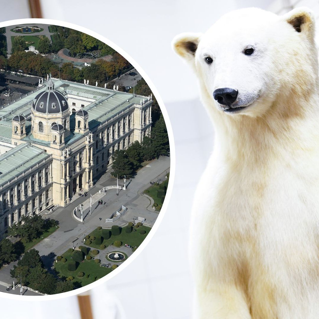 Das Naturhistorische Museum Wien informiert zum Welteisbärentag.