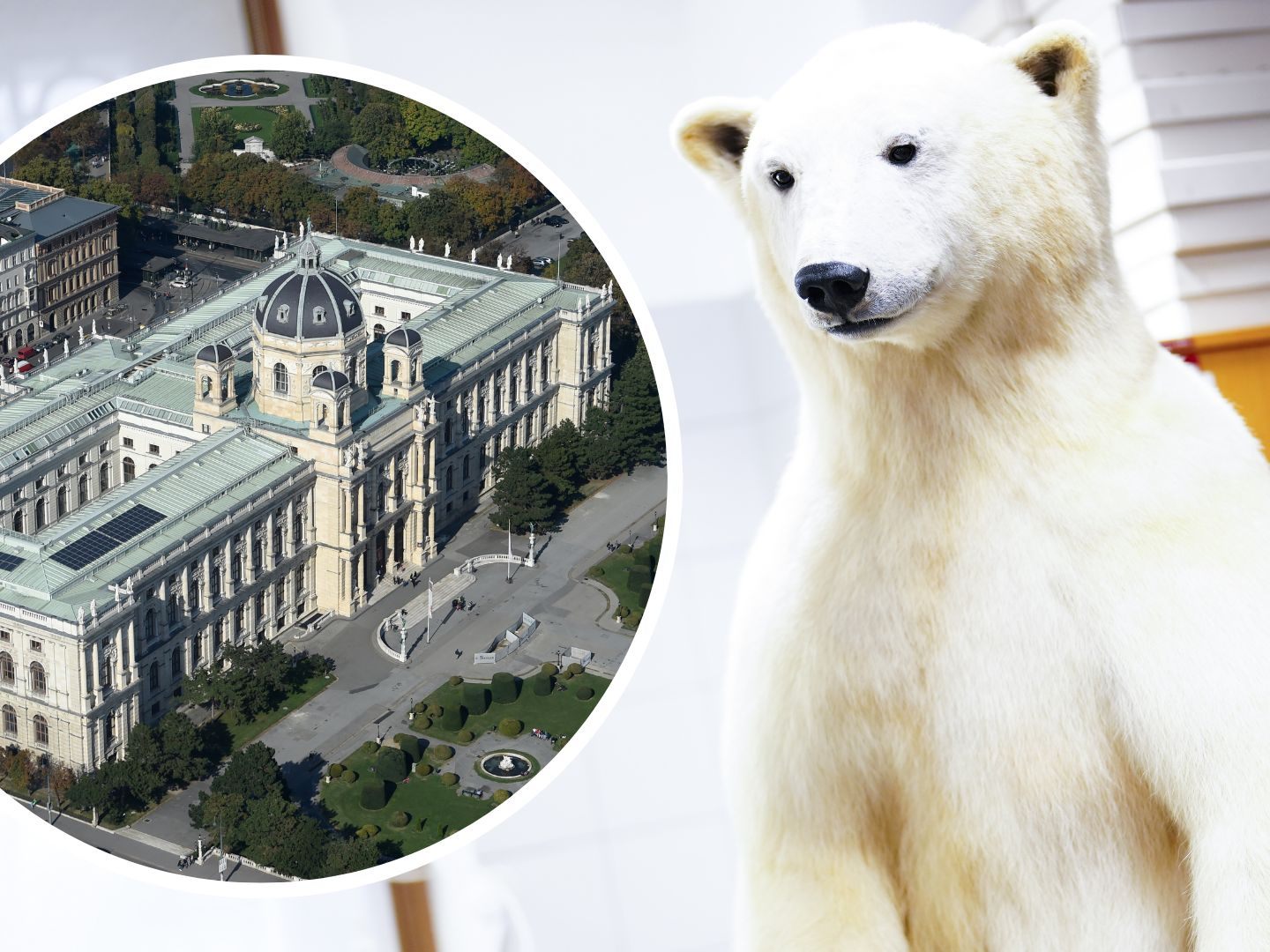 Das Naturhistorische Museum Wien informiert zum Welteisbärentag. Das Naturhistorische Museum Wien informiert zum Welteisbärentag.