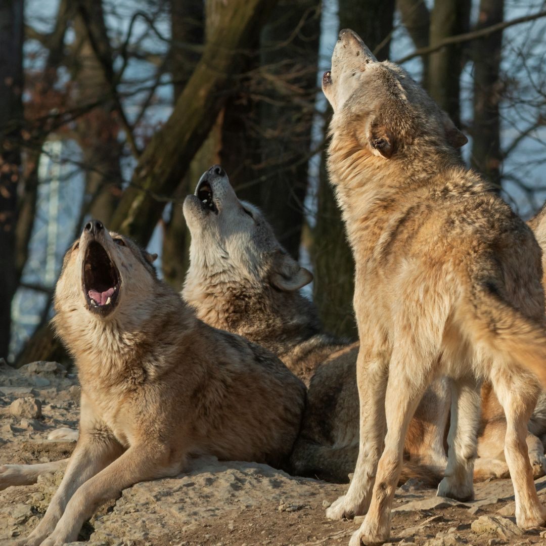 Aktuell streifen fünf Wolfsrudel durch Österreich.